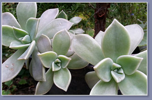 Echeveria - a succulent plant